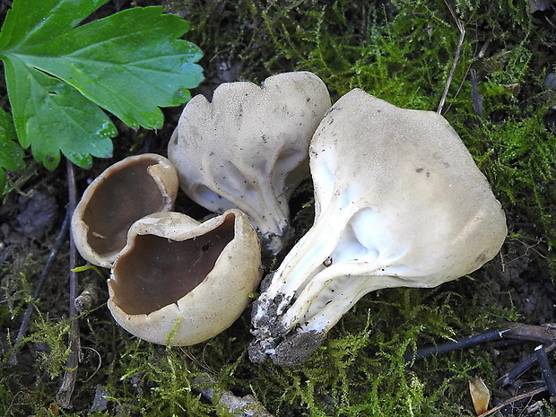 chriapač kalíškovitý Helvella acetabulum (L.) Quél.