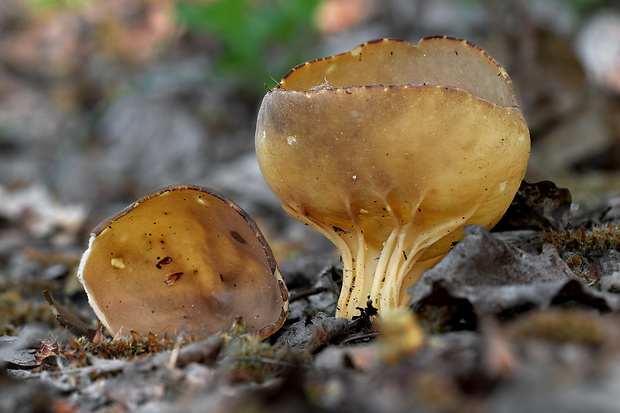 chriapač kalíškovitý Helvella acetabulum (L.) Quél.