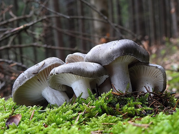 šťavnačka marcová Hygrophorus marzuolus (Fr.) Bres.