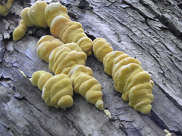 sírovec obyčajný Laetiporus sulphureus (Bull.) Murrill