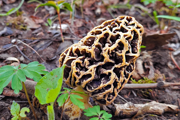 smrčok jedlý Morchella esculenta (L.) Pers.