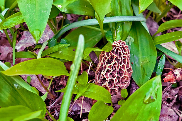 smrčok jedlý Morchella esculenta (L.) Pers.