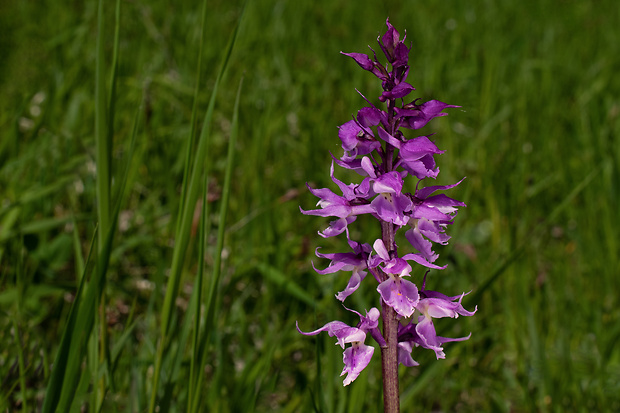 vstavač mužský poznačený Orchis mascula subsp. signifera (Vest) Soó