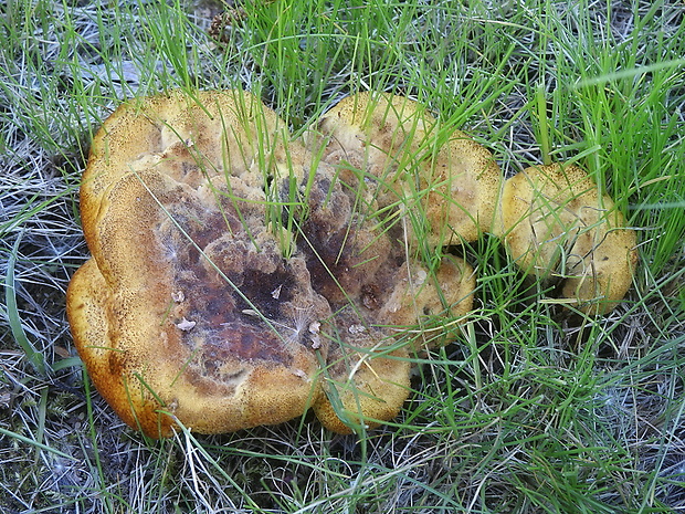 hnedák Schweinitzov Phaeolus schweinitzii (Fr.) Pat.