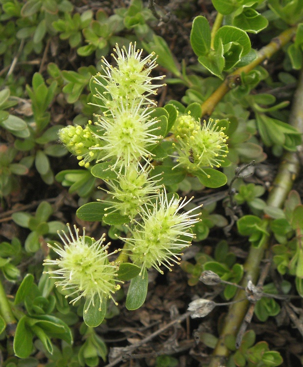 vŕba tupolistá Salix retusa L.