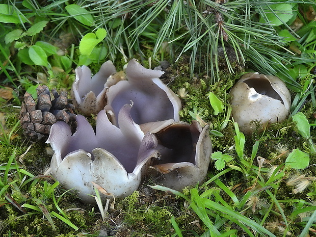 tulipánovka fialová Sarcosphaera coronaria (Jacq.) J. Schröt.