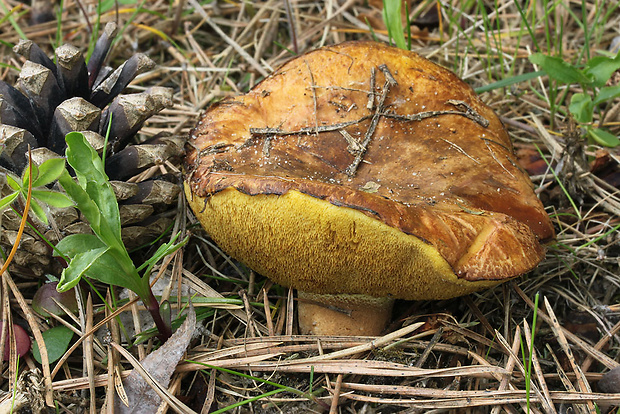 masliak zrnitý Suillus granulatus (L.) Roussel