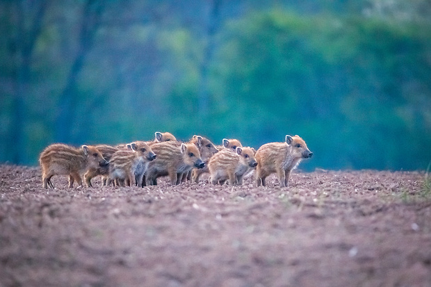 diviak lesný Sus scrofa