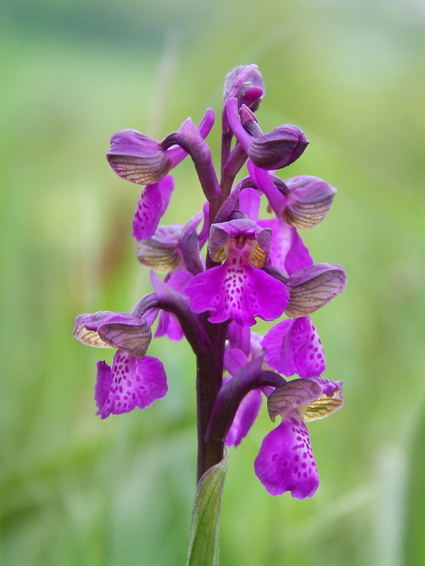 červenohlav obyčajný Anacamptis morio (L.) R. M. Bateman, A. M. Pringeon & M. W. Chase