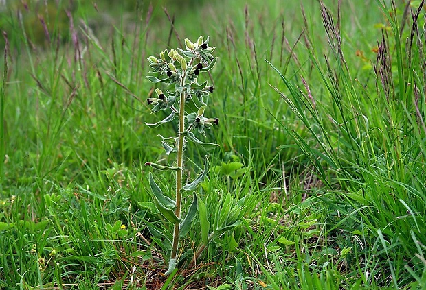 ostreň počerný Nonea pulla (L.) DC.