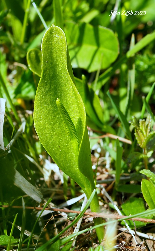 hadivka obyčajná Ophioglossum vulgatum L.