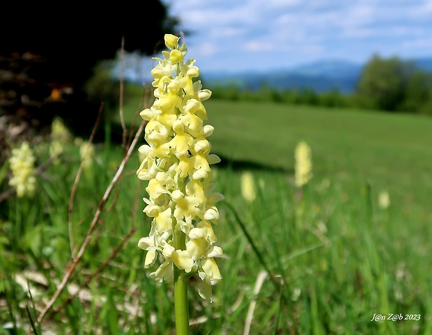 vstavač bledý Orchis pallens L.