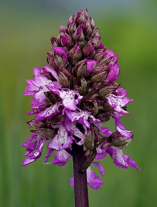 vstavač purpurový Orchis purpurea Huds.