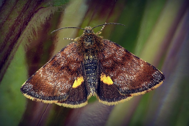 sivkavec rožcový (sk) / blýskavka rožcová (cz) Panemeria tenebrata (Scopoli, 1763)