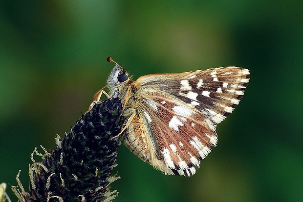 súmračník jahodový (sk) / soumračník jahodníkový (cz) Pyrgus malvae (Linnaeus, 1758)