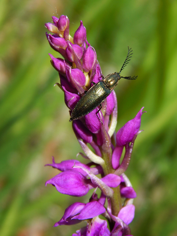 kováčik - Kovařík zelený Ctenicera pectinicornis