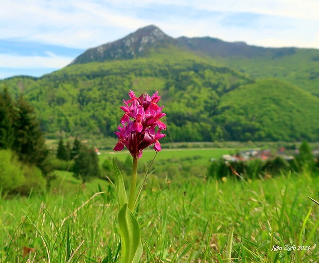 vstavačovec bazový Dactylorhiza sambucina (L.) Soó