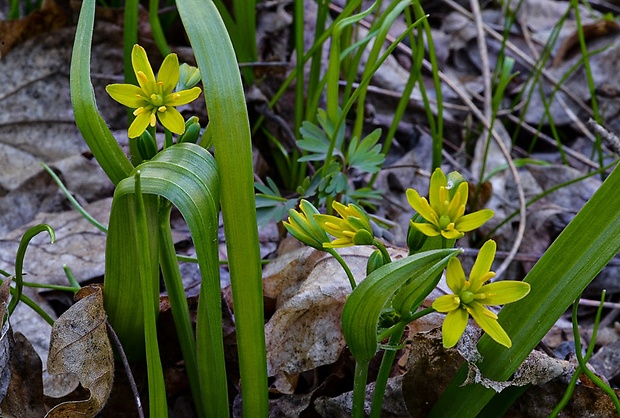 krivec žltý Gagea lutea (L.) Ker Gawl.