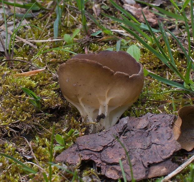 chriapač kalíškovitý Helvella acetabulum (L.) Quél.