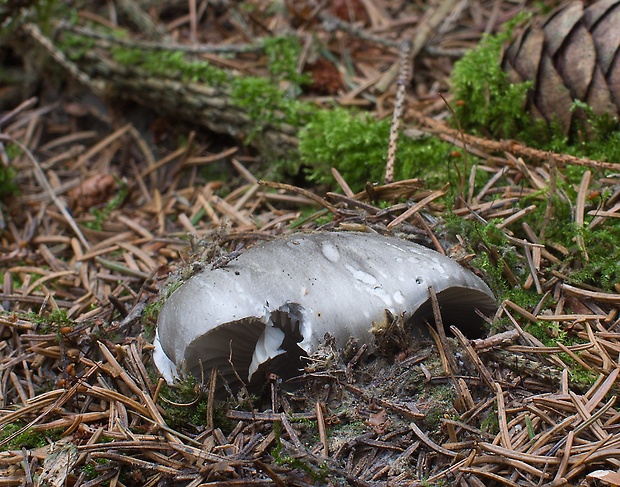 šťavnačka marcová Hygrophorus marzuolus (Fr.) Bres.