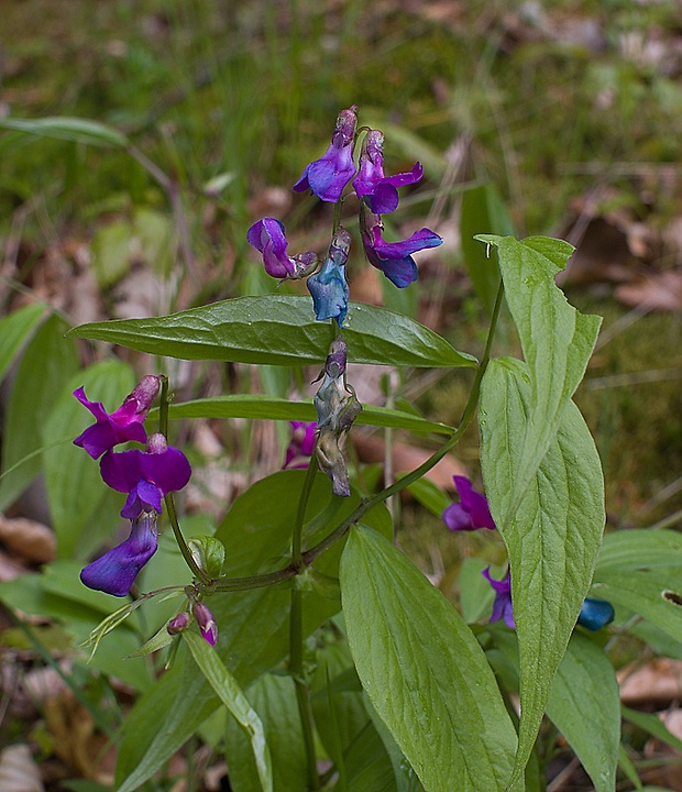 hrachor jarný Lathyrus vernus (L.) Bernh.