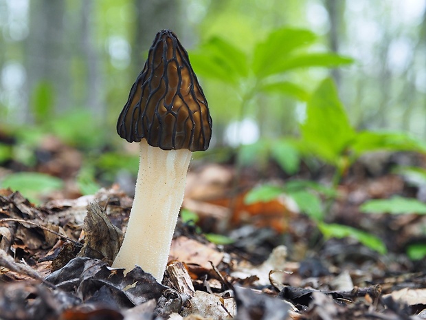 smrčok hybridný Morchella semilibera DC.