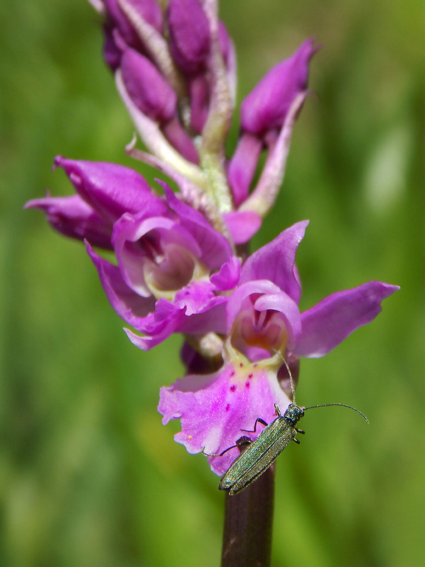 stehenáč zelenavý Oedemera virescens