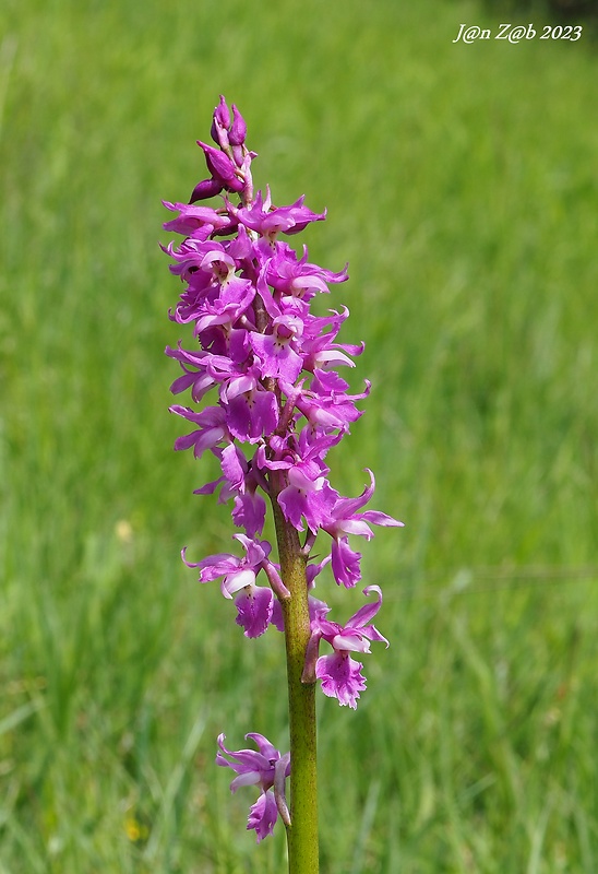 vstavač mužský poznačený Orchis mascula subsp. signifera (Vest) Soó