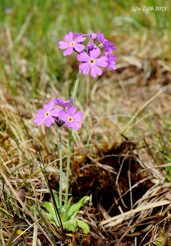 prvosienka pomúčená Primula farinosa L.