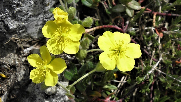 devätornikovec alpinský  Rhodax alpestris