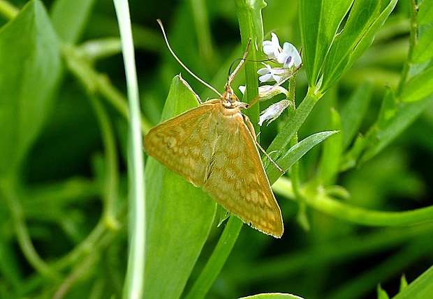 vijačka lobodová Sitochroa verticalis