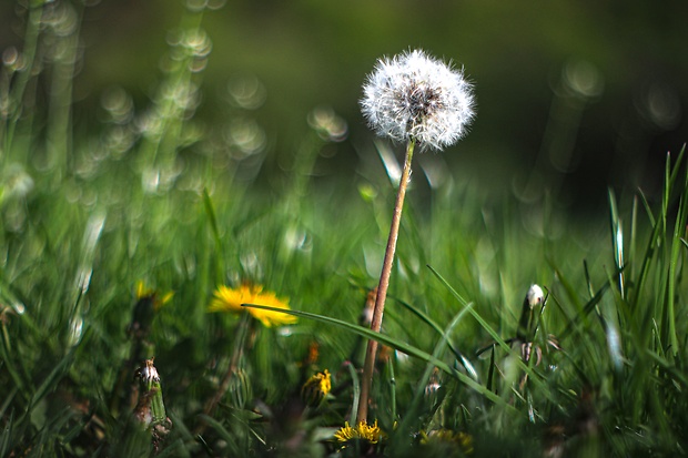 púpava lekárska Taraxacum officinale (L.) Weber ex F.H.Wigg