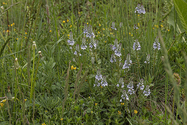 veronika rozprestretá Veronica prostrata L.