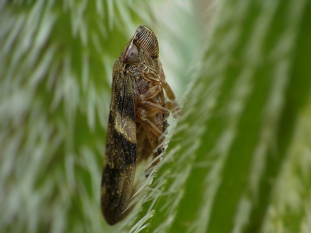 peniarka jelšová Aphrophora alni