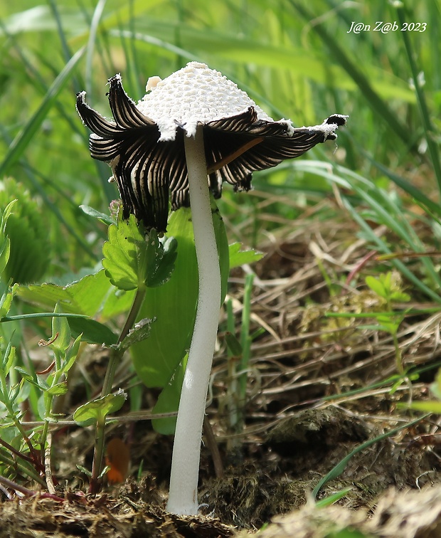 hnojník snehobiely Coprinopsis nivea (Pers.) Redhead, Vilgalys & Moncalvo