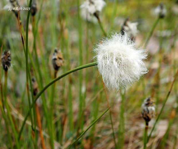 páperník pošvatý Eriophorum vaginatum L.