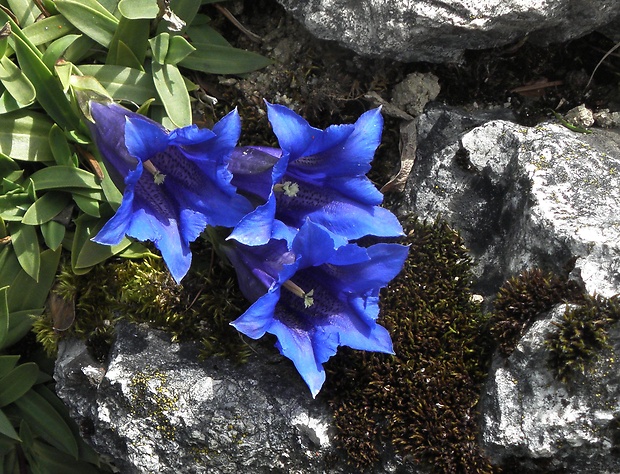 horec clusiov Gentiana clusii Perr. et Songeon