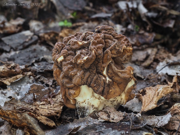 ušiak obrovský Gyromitra gigas (Krombh.) Cooke