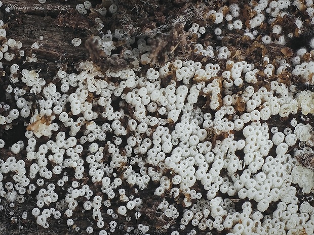 henningsovka sp. Henningsomyces sp.