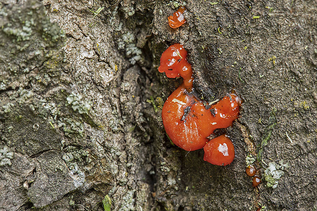 libertella Libertella sp. Desm.