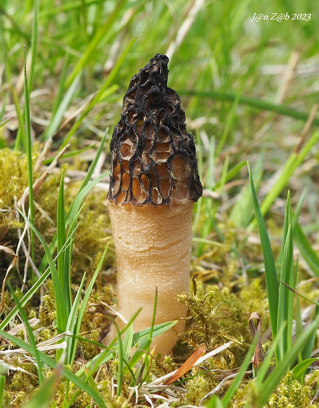 smrčok hybridný Morchella semilibera DC.