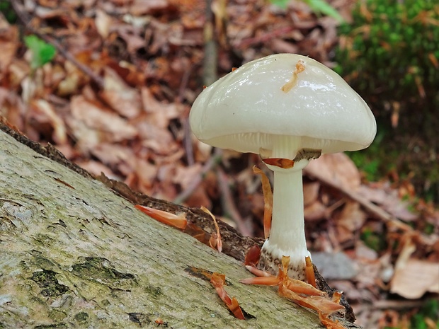 sliznačka obyčajná Mucidula mucida (Schrad.) Pat.