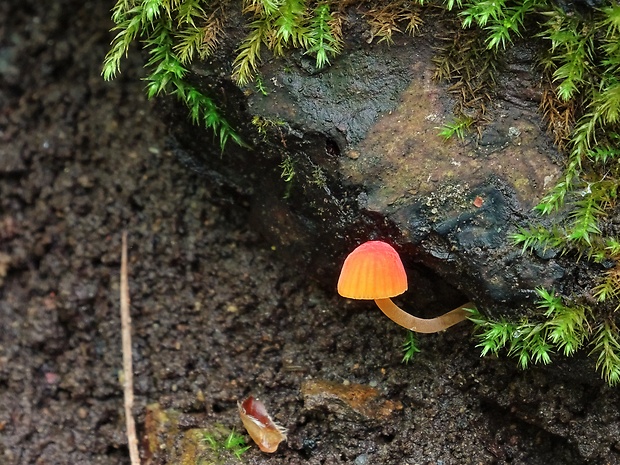 prilbička ihličková Mycena acicula (Schaeff.) P. Kumm.