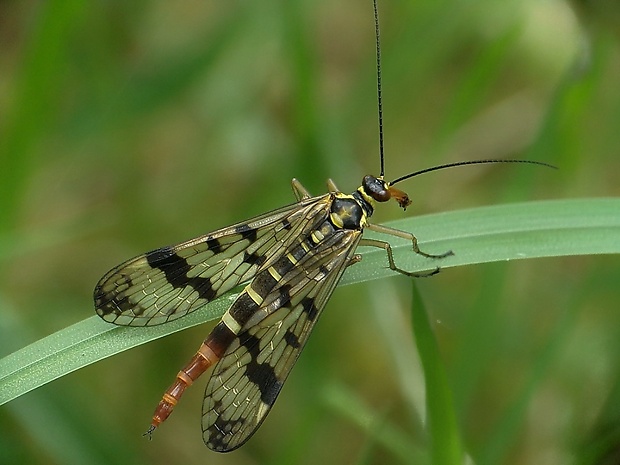 srpica obyčajná Panorpa vulgaris