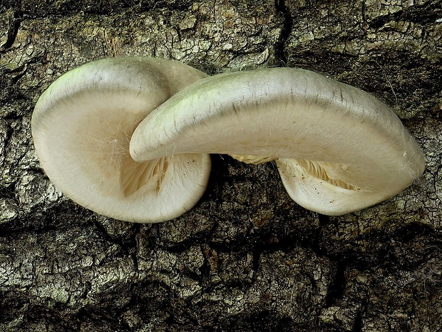 hliva závojová Pleurotus calyptratus (Lindblad ex Fr.) Sacc.