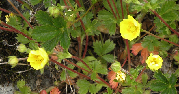 nátržník crantzov Potentilla crantzii (Crantz) Fritsch