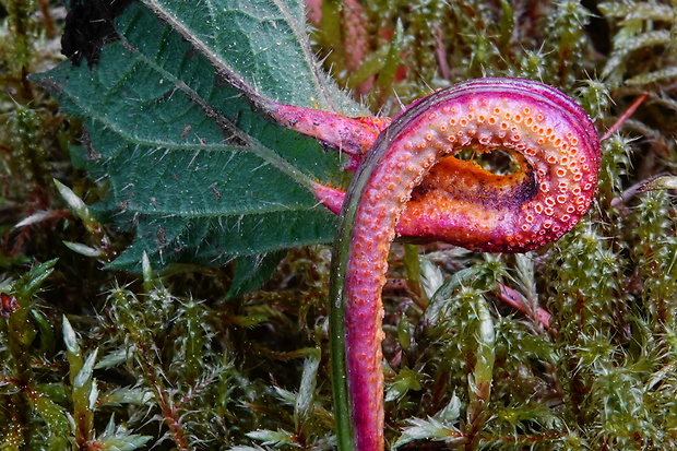 hrdza Puccinia urticata F. Kern