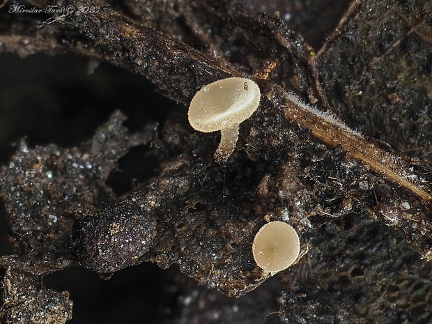 jahňadka Rutstroemia sp.