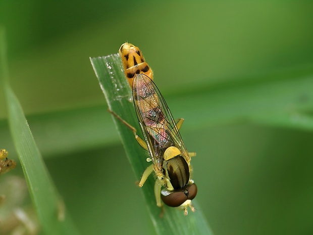 pestrica Sphaerophoria scripta