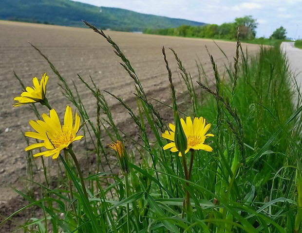 kozobrada východná Tragopogon orientalis L.